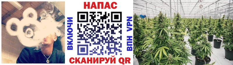 Бошки марихуана ГИДРОПОН  Купить где  Бийск 